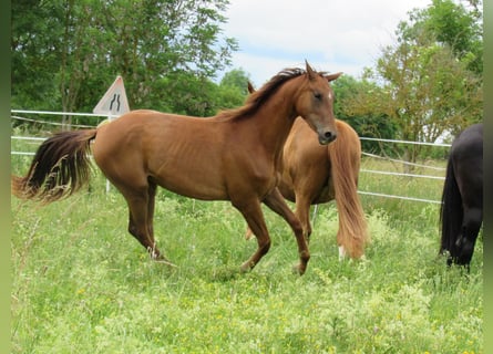 Caballo de deporte alemán, Yegua, 2 años