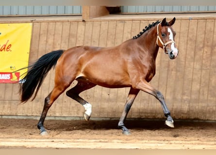 Caballo de deporte alemán, Yegua, 3 años, 152 cm, Castaño