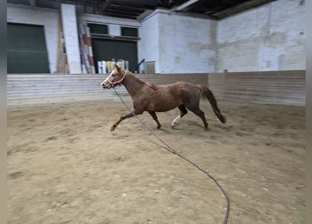 Caballo de deporte alemán, Yegua, 3 años, 157 cm, Alazán-tostado