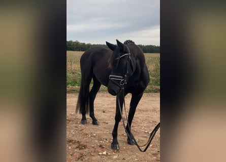 Caballo de deporte alemán, Yegua, 3 años, 160 cm, Negro