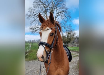Caballo de deporte alemán, Yegua, 3 años, 162 cm, Alazán