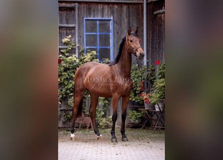 Caballo de deporte alemán, Yegua, 3 años, 162 cm, Castaño