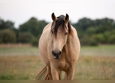 Caballo de deporte alemán, Yegua, 3 años, 163 cm, Buckskin/Bayo