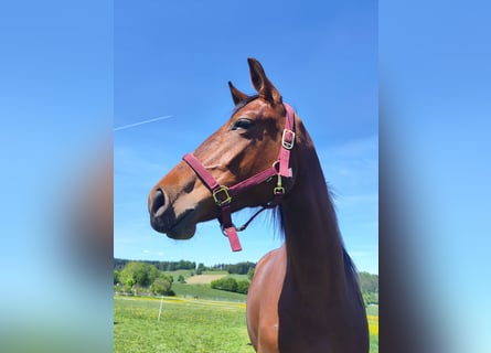Caballo de deporte alemán, Yegua, 3 años, 163 cm, Castaño