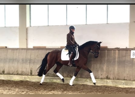 Caballo de deporte alemán, Yegua, 3 años, 163 cm, Castaño