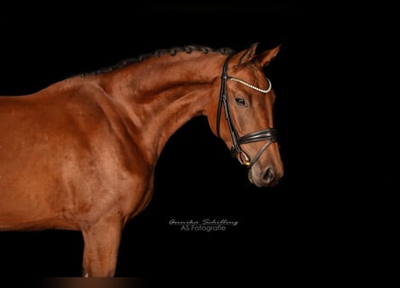 Caballo de deporte alemán, Yegua, 3 años, 163 cm, Castaño