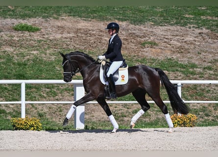 Caballo de deporte alemán, Yegua, 3 años, 163 cm, Negro