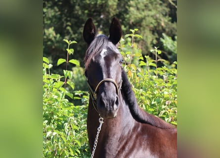 Caballo de deporte alemán, Yegua, 3 años, 164 cm, Negro