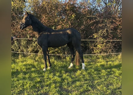 Caballo de deporte alemán, Yegua, 3 años, 164 cm, Negro