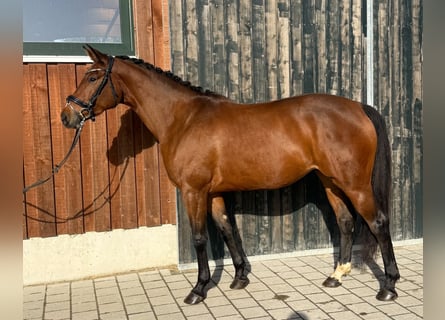 Caballo de deporte alemán, Yegua, 3 años, 165 cm, Castaño