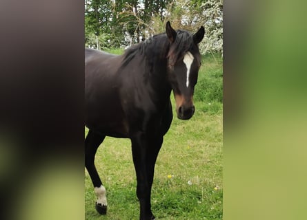 Caballo de deporte alemán, Yegua, 3 años, 165 cm, Castaño oscuro