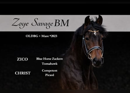 Caballo de deporte alemán, Yegua, 3 años, 165 cm, Castaño rojizo