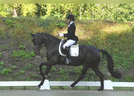 Caballo de deporte alemán, Yegua, 3 años, 165 cm, Negro