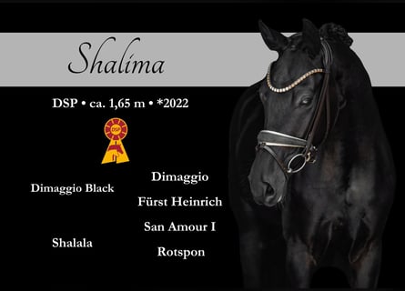 Caballo de deporte alemán, Yegua, 3 años, 165 cm, Negro