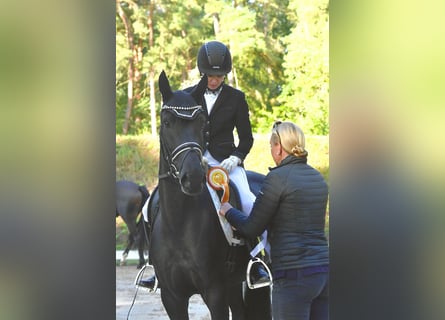 Caballo de deporte alemán, Yegua, 3 años, 165 cm, Negro