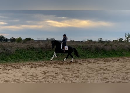 Caballo de deporte alemán, Yegua, 3 años, 165 cm, Negro