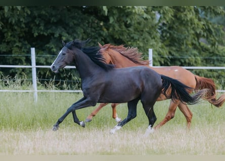 Caballo de deporte alemán, Yegua, 3 años, 165 cm, Negro