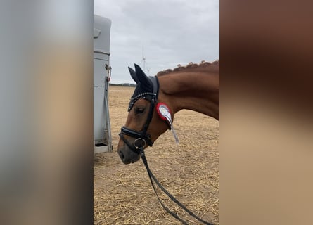 Caballo de deporte alemán, Yegua, 3 años, 166 cm, Alazán