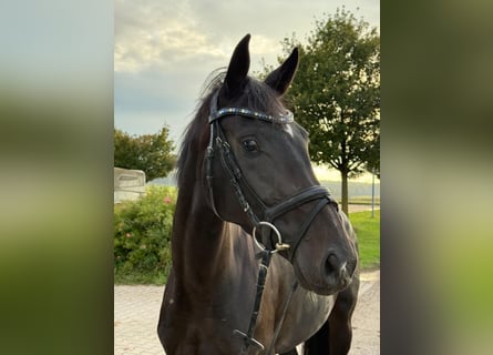 Caballo de deporte alemán, Yegua, 3 años, 166 cm, Morcillo