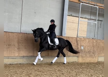 Caballo de deporte alemán, Yegua, 3 años, 166 cm, Morcillo