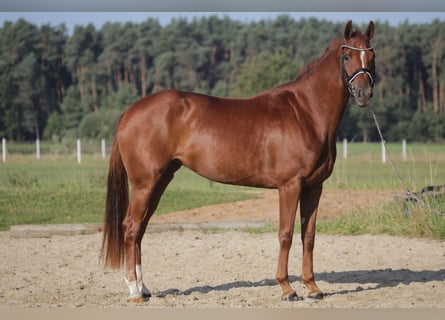 Caballo de deporte alemán, Yegua, 3 años, 167 cm, Alazán