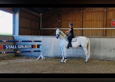 Caballo de deporte alemán, Yegua, 3 años, 167 cm, Castaño