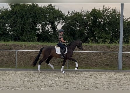 Caballo de deporte alemán, Yegua, 3 años, 167 cm, Castaño oscuro