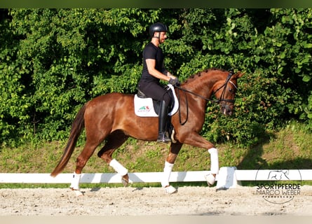 Caballo de deporte alemán, Yegua, 3 años, 168 cm, Alazán-tostado