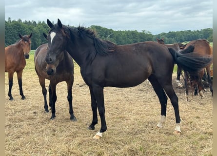 Caballo de deporte alemán, Yegua, 3 años, 168 cm, Castaño oscuro