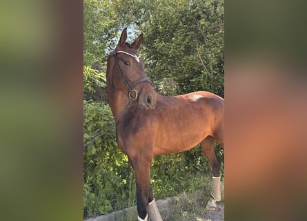 Caballo de deporte alemán, Yegua, 3 años, 168 cm, Morcillo