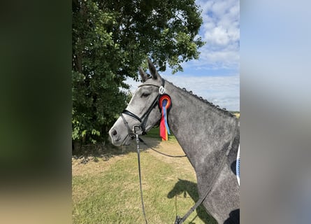 Caballo de deporte alemán, Yegua, 3 años, 168 cm, Tordo