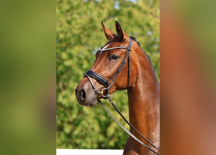 Caballo de deporte alemán, Yegua, 3 años, 169 cm, Castaño