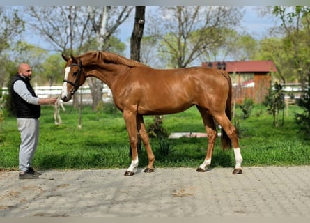 Caballo de deporte alemán, Yegua, 3 años, 170 cm, Alazán