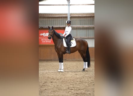 Caballo de deporte alemán, Yegua, 3 años, 170 cm, Castaño