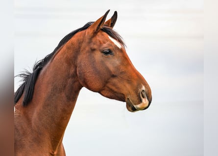 Caballo de deporte alemán, Yegua, 3 años, 171 cm, Castaño