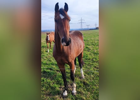 Caballo de deporte alemán, Yegua, 3 años, 171 cm, Castaño