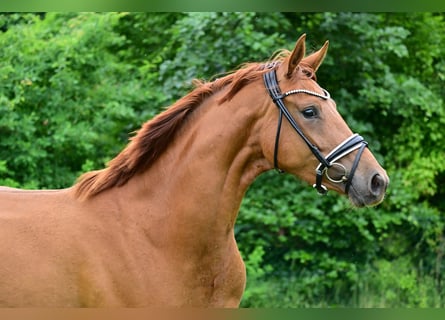 Caballo de deporte alemán, Yegua, 3 años, Alazán