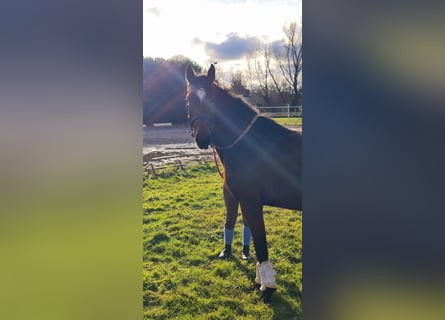 Caballo de deporte alemán, Yegua, 3 años, Castaño