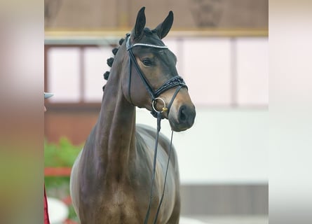 Caballo de deporte alemán, Yegua, 3 años, Castaño oscuro