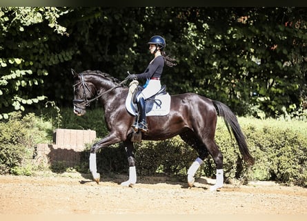 Caballo de deporte alemán, Yegua, 4 años, 156 cm, Morcillo