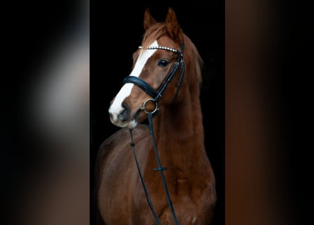 Caballo de deporte alemán, Yegua, 4 años, 157 cm, Alazán-tostado