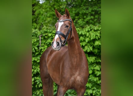 Caballo de deporte alemán, Yegua, 4 años, 158 cm, Alazán