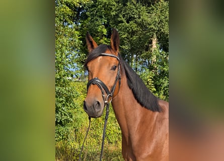 Caballo de deporte alemán, Yegua, 4 años, 160 cm, Castaño