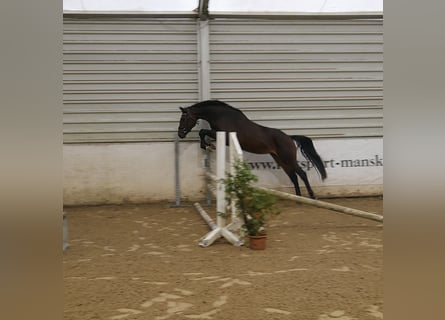 Caballo de deporte alemán, Yegua, 4 años, 160 cm, Castaño