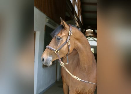 Caballo de deporte alemán, Yegua, 4 años, 160 cm, Castaño