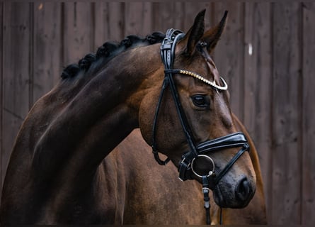 Caballo de deporte alemán, Yegua, 4 años, 162 cm, Castaño oscuro
