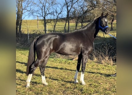 Caballo de deporte alemán, Yegua, 4 años, 162 cm, Negro