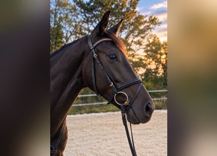 Caballo de deporte alemán, Yegua, 4 años, 162 cm, Negro