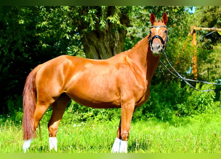 Caballo de deporte alemán, Yegua, 4 años, 163 cm, Alazán