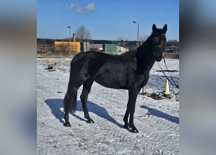 Caballo de deporte alemán, Yegua, 4 años, 163 cm, Negro